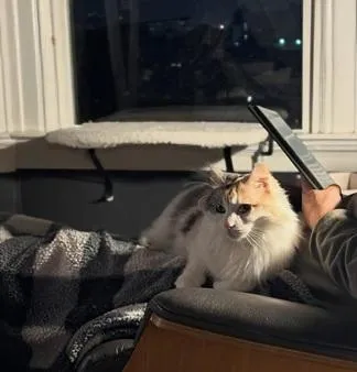 Harley Quinn - Photo 2