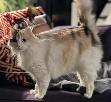 Harley Quinn - Photo 3