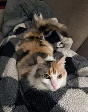 Harley Quinn thumbnail 4