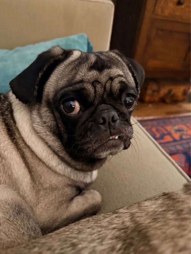 Miss Puggy - Photo 1