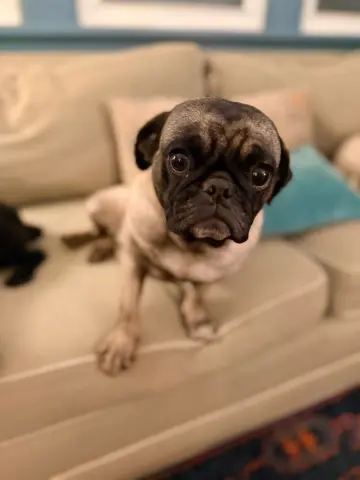 Miss Puggy thumbnail 2