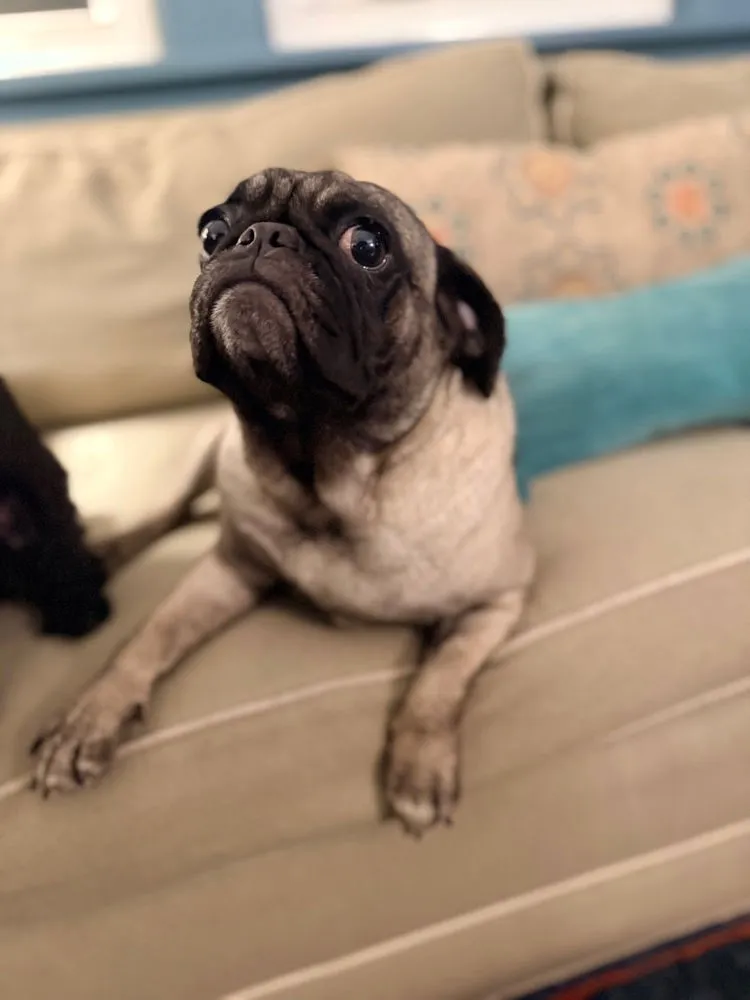 Miss Puggy - Photo 3