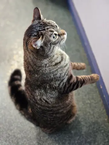 Tigerkins thumbnail 2