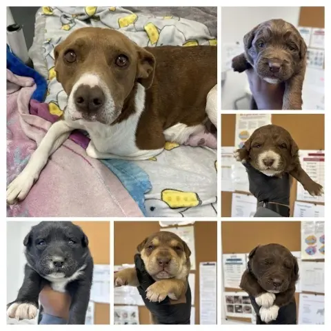 Scotch Bonnet thumbnail 2