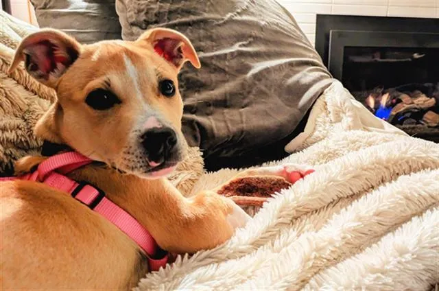 Princess Buttercup - Photo 1