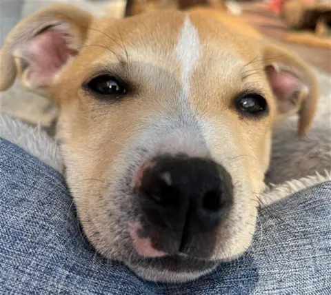 Princess Buttercup thumbnail 2