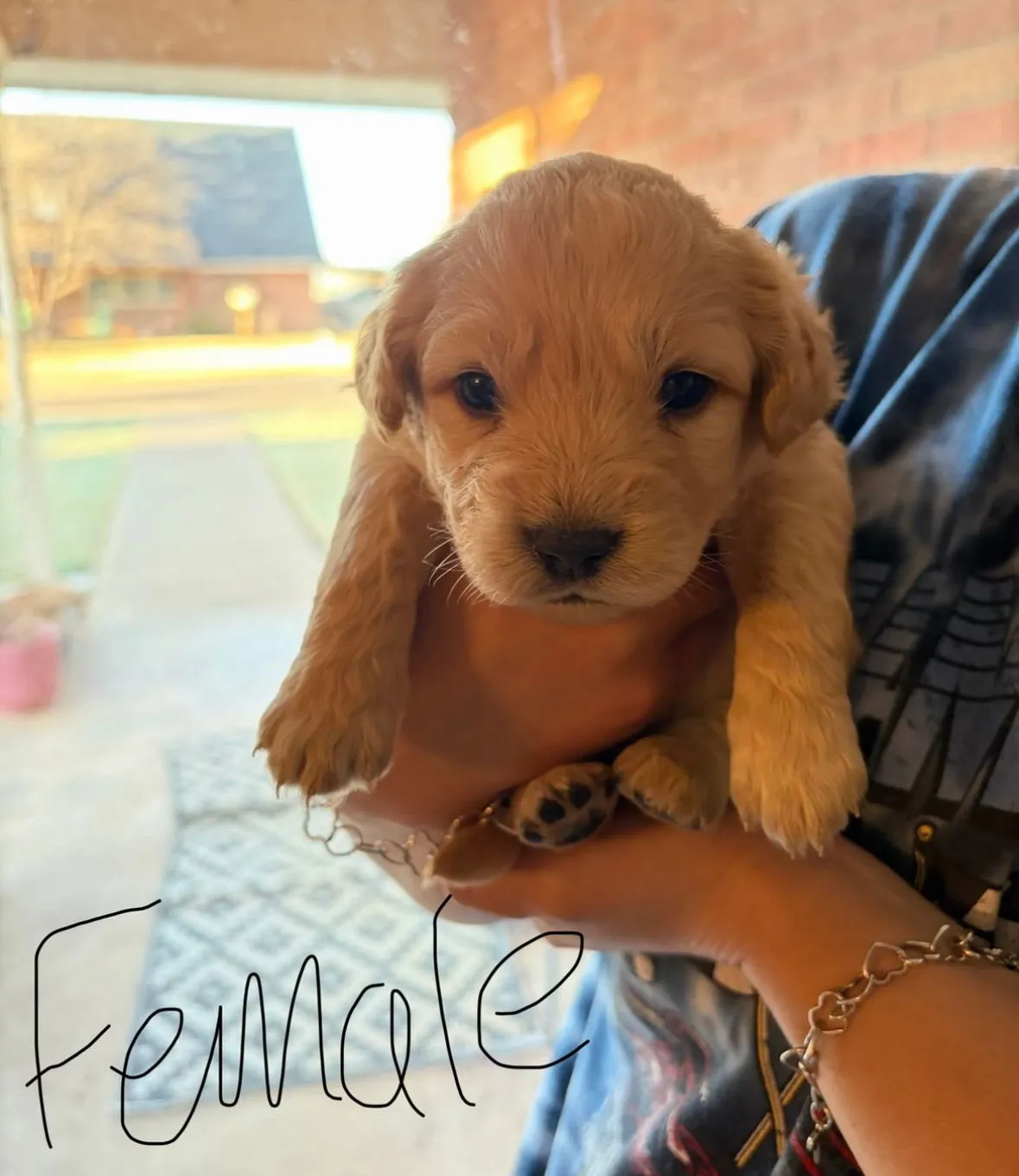 Butterscotch - Photo 1