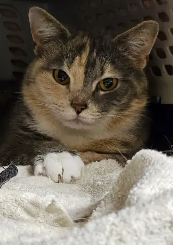 Ice Cream thumbnail 2