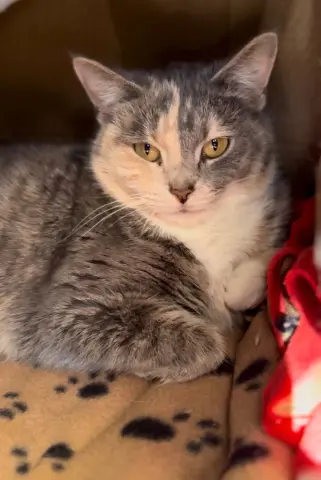 Ice Cream thumbnail 3