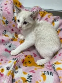 Smoked Gouda - Photo 1