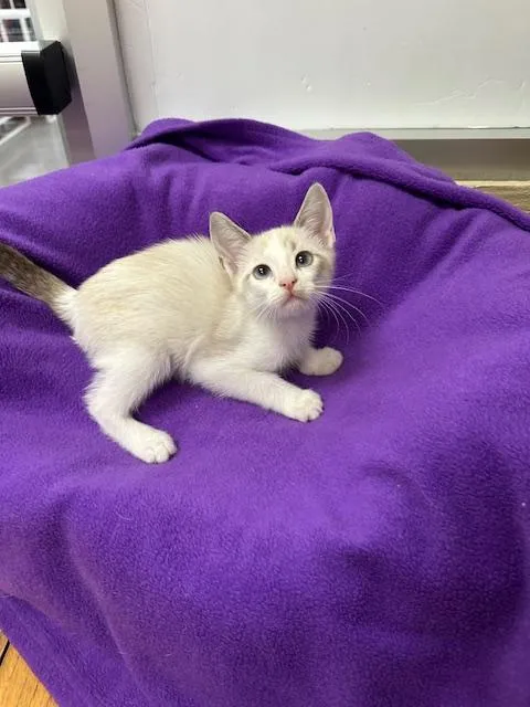 Smoked Gouda - Photo 2