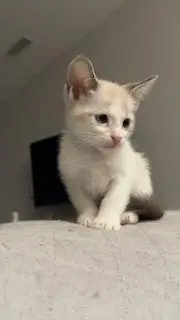 Smoked Gouda thumbnail 3