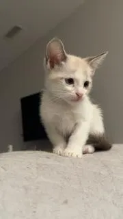 Smoked Gouda - Photo 3