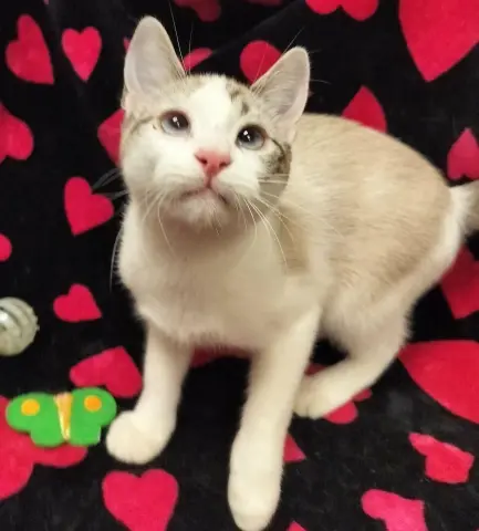 Smoked Gouda thumbnail 4