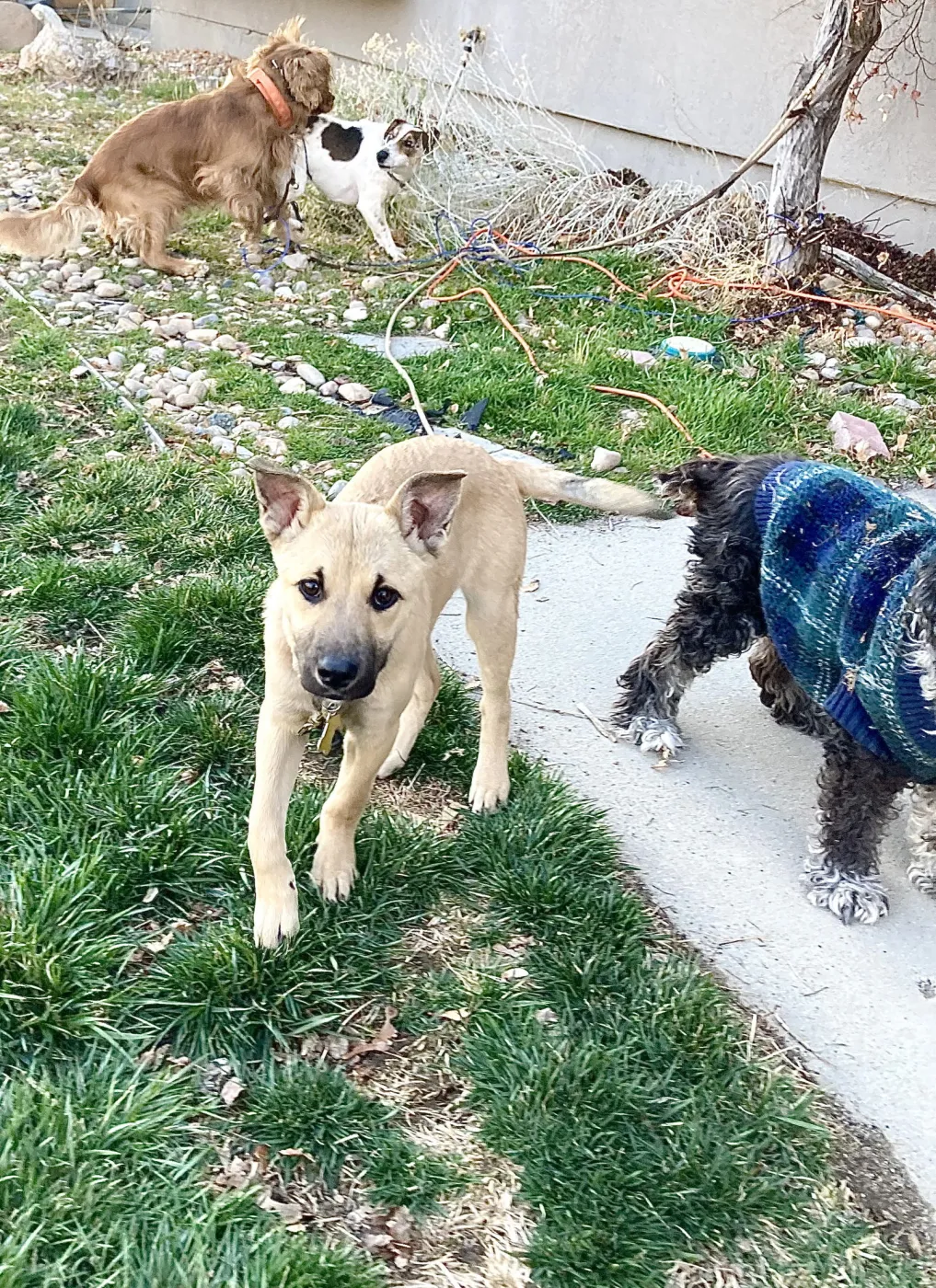 Ginny Weasley - Photo 5