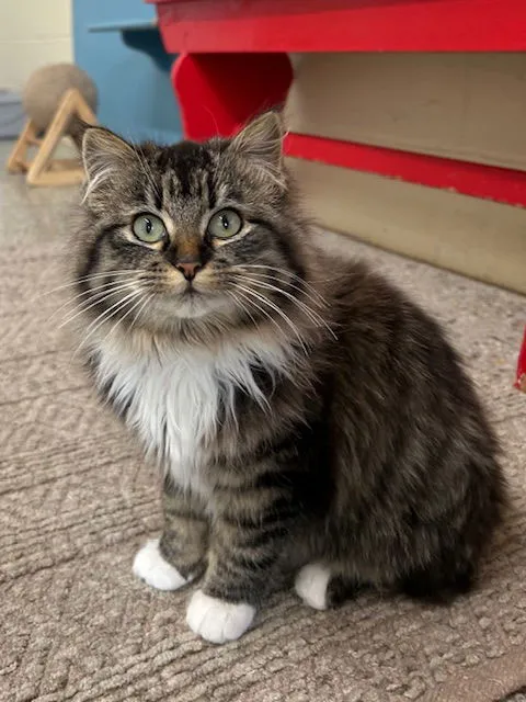 Purrtricia - Photo 1