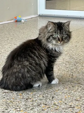 Purrtricia thumbnail 2