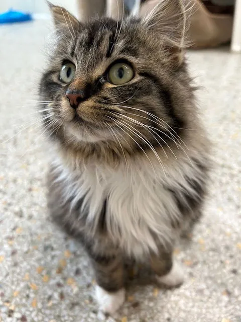 Purrtricia - Photo 3