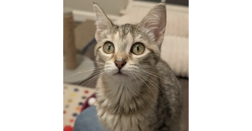 Tinkerbell - Photo 1