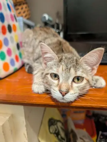 Tinkerbell thumbnail 2