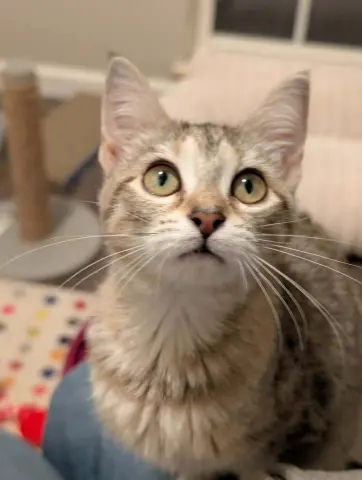 Tinkerbell thumbnail 3