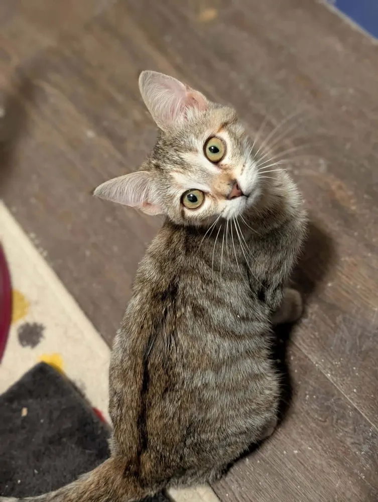 Tinkerbell - Photo 4