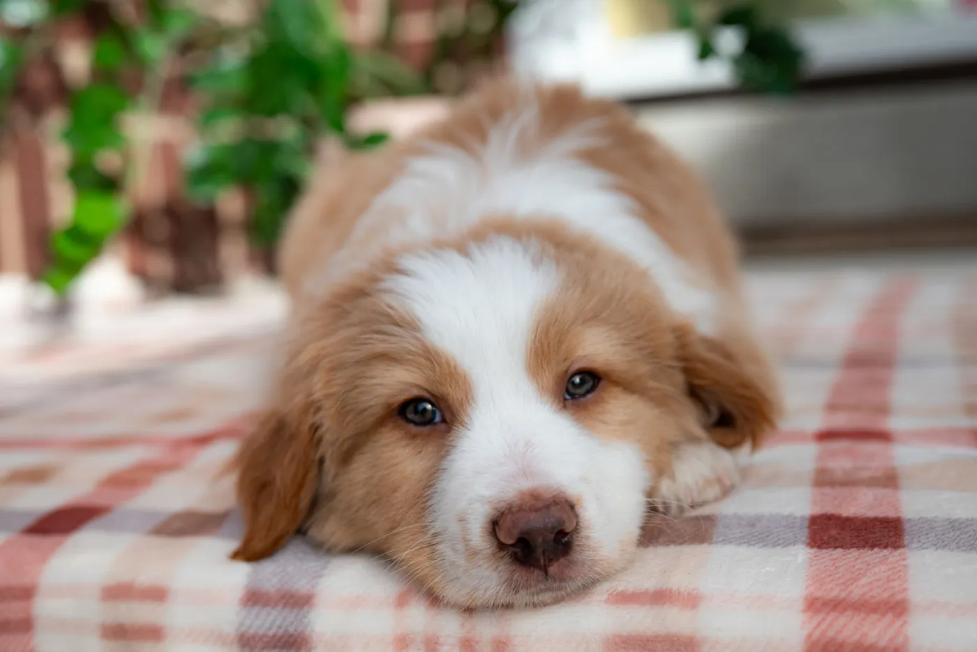 Shabu Shabu - Photo 1