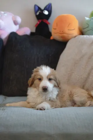 Shabu Shabu thumbnail 2