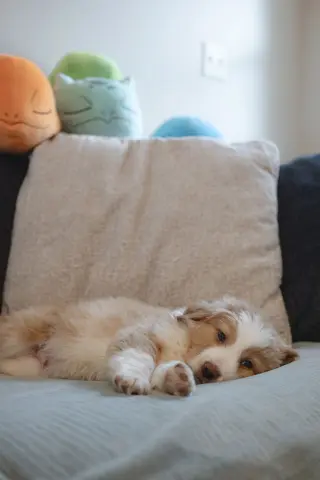 Shabu Shabu thumbnail 4