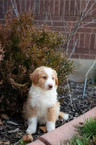 Shabu Shabu thumbnail 5