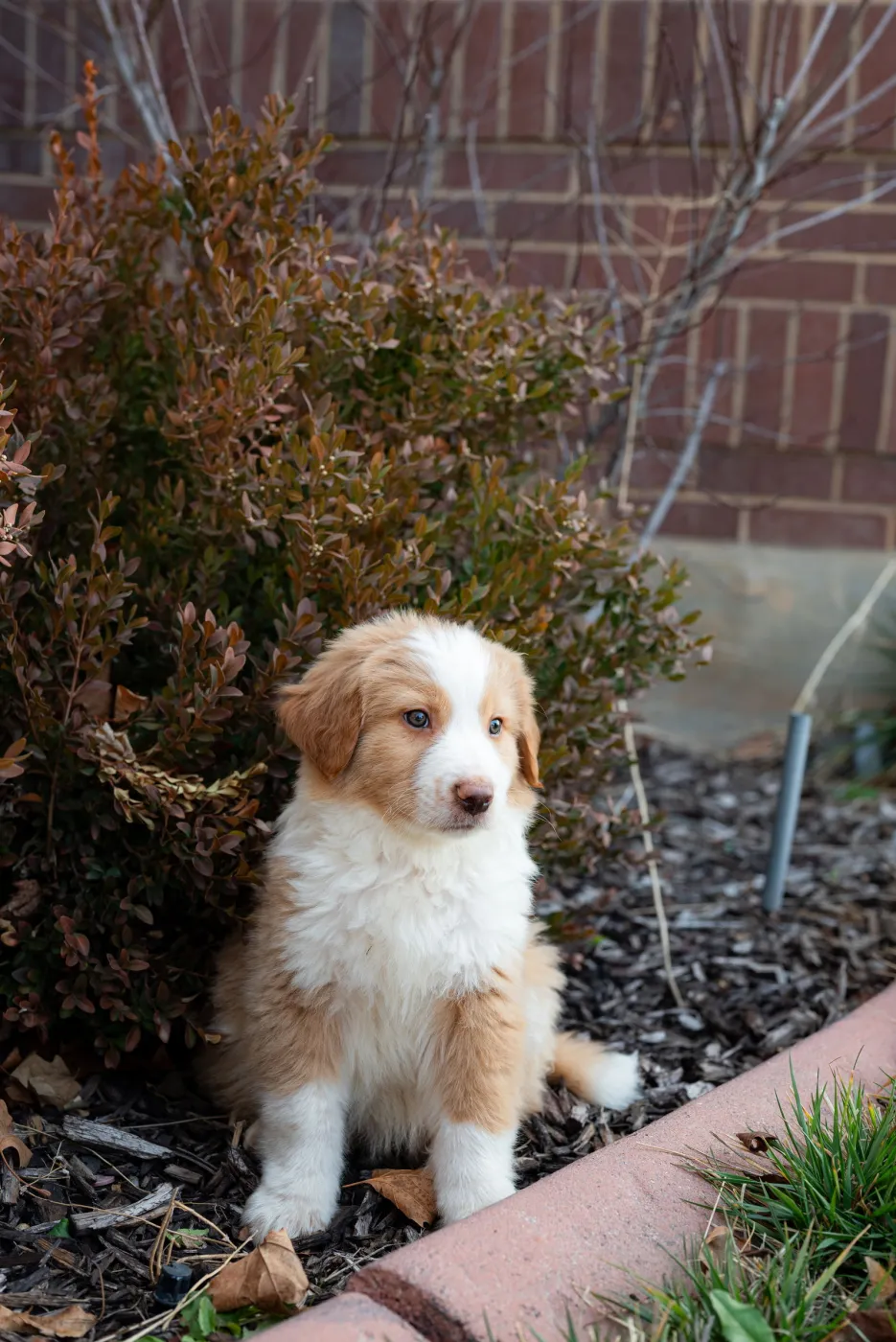 Shabu Shabu - Photo 5