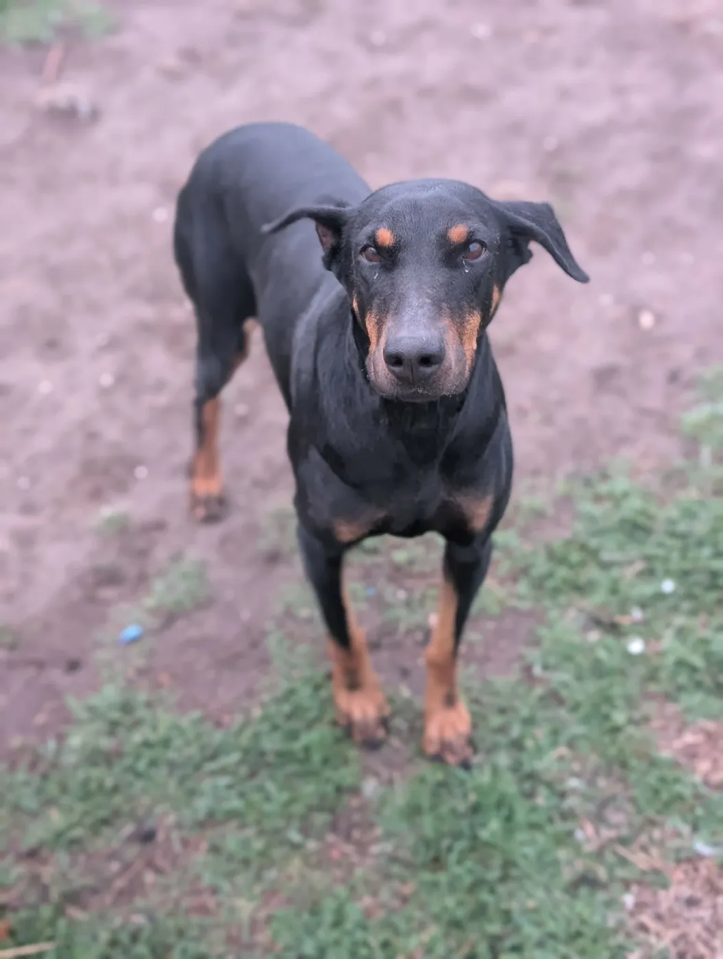 Queen Jolene - Photo 3