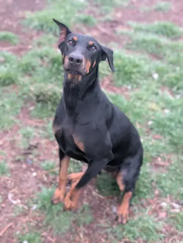 Queen Jolene thumbnail 4