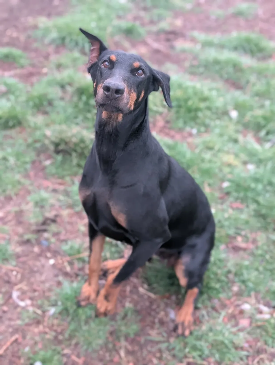 Queen Jolene - Photo 4