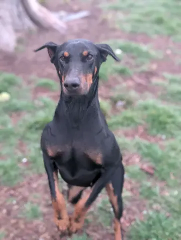 Queen Jolene thumbnail 5