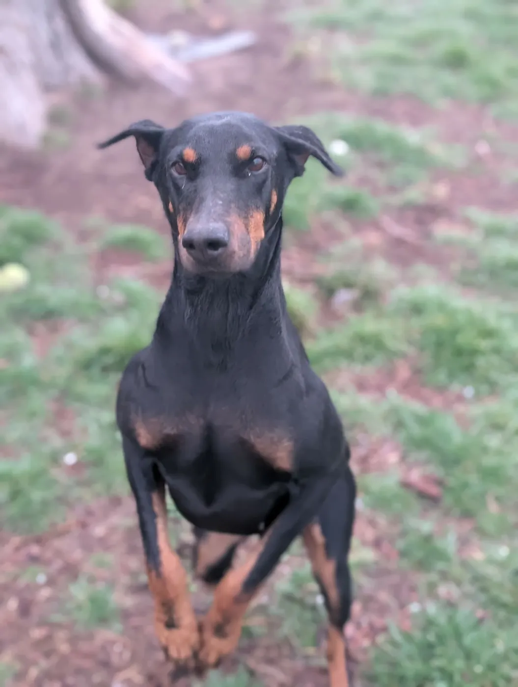 Queen Jolene - Photo 5