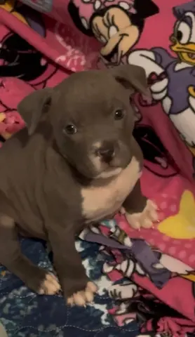 Hellebuyck thumbnail 2