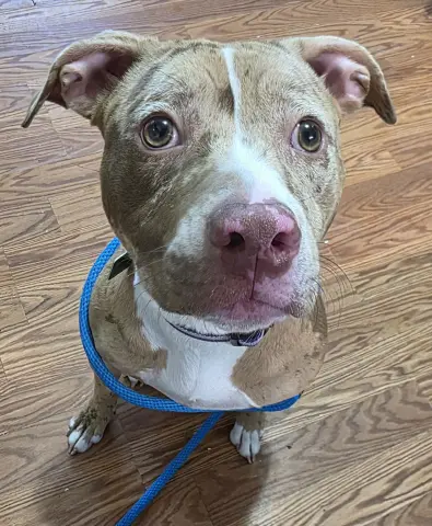 Sapphire thumbnail 2