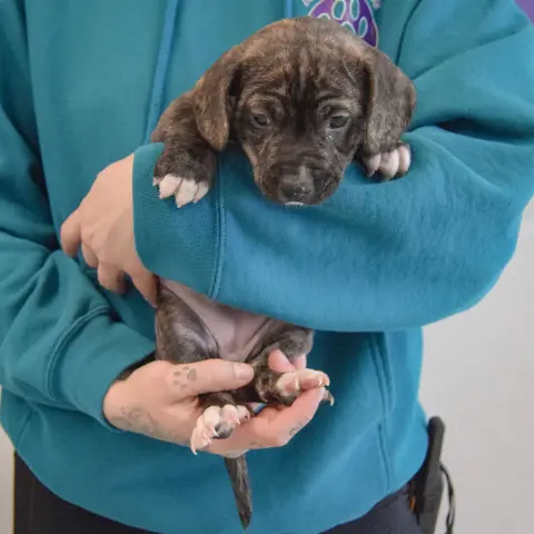 Au Gratin thumbnail 3