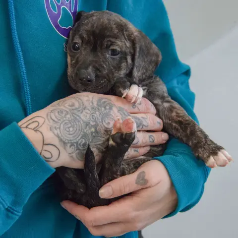 Au Gratin thumbnail 5