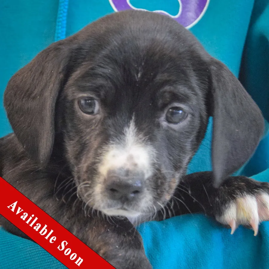 Sweet Potato - Photo 1