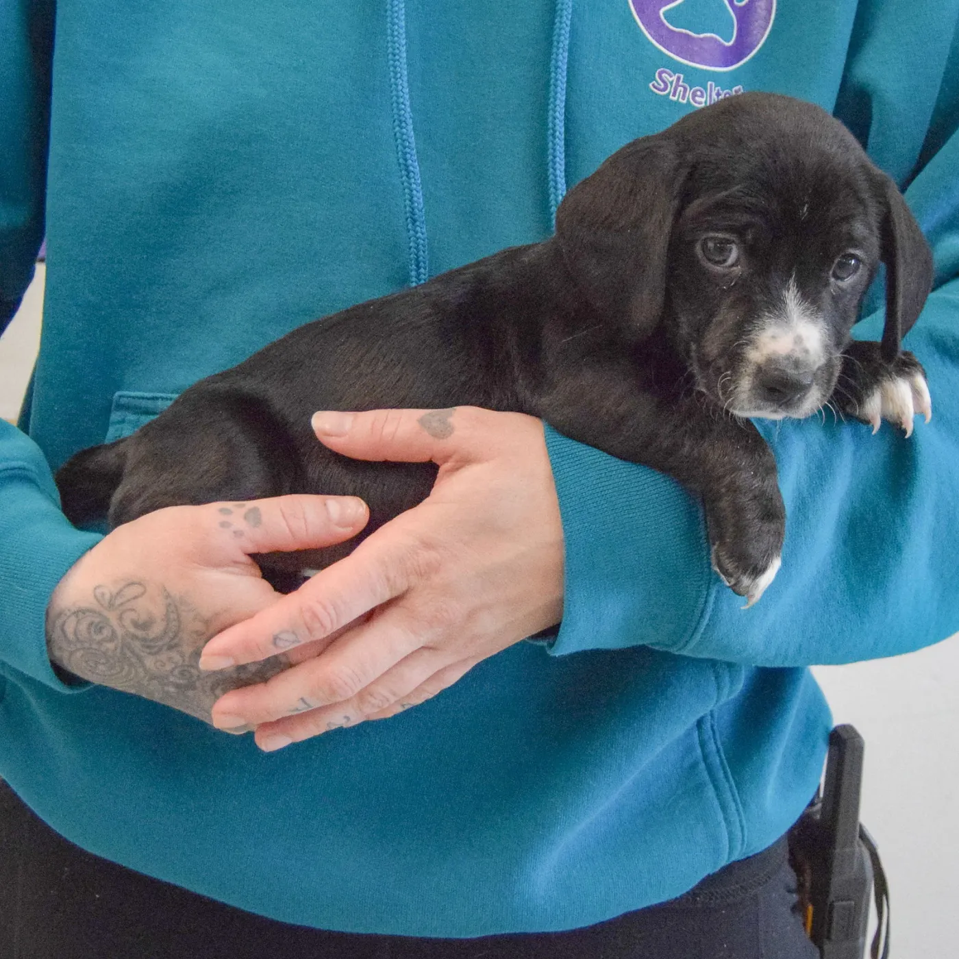 Sweet Potato - Photo 2