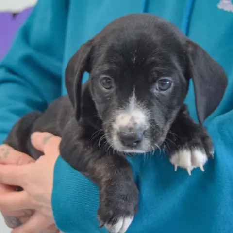 Sweet Potato thumbnail 3