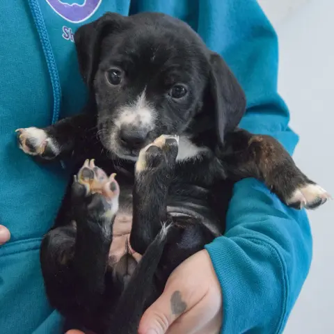 Sweet Potato thumbnail 4