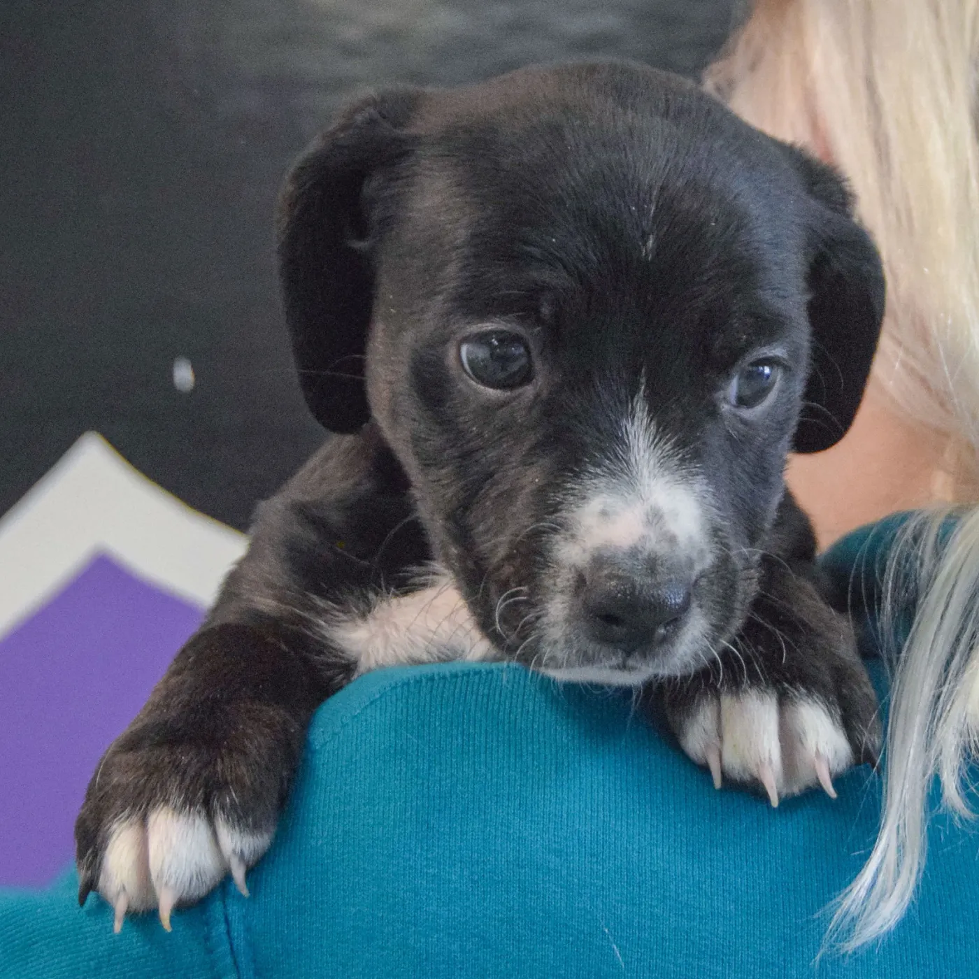 Sweet Potato - Photo 5