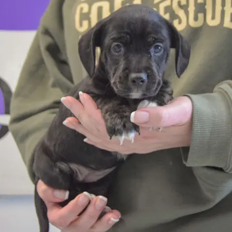 Viteliote thumbnail 3