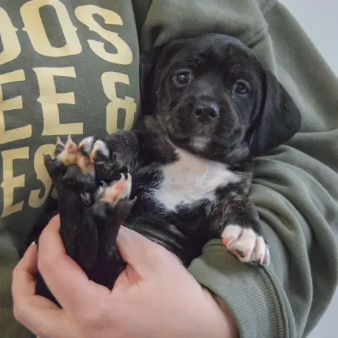 Viteliote thumbnail 5