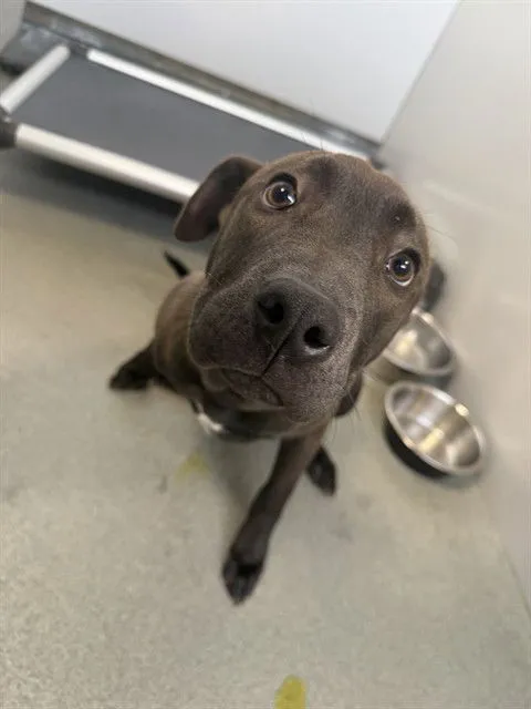 Beanie Baby - Photo 1