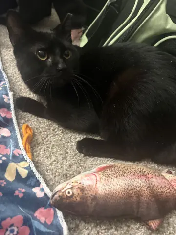 Sirius Black thumbnail 2