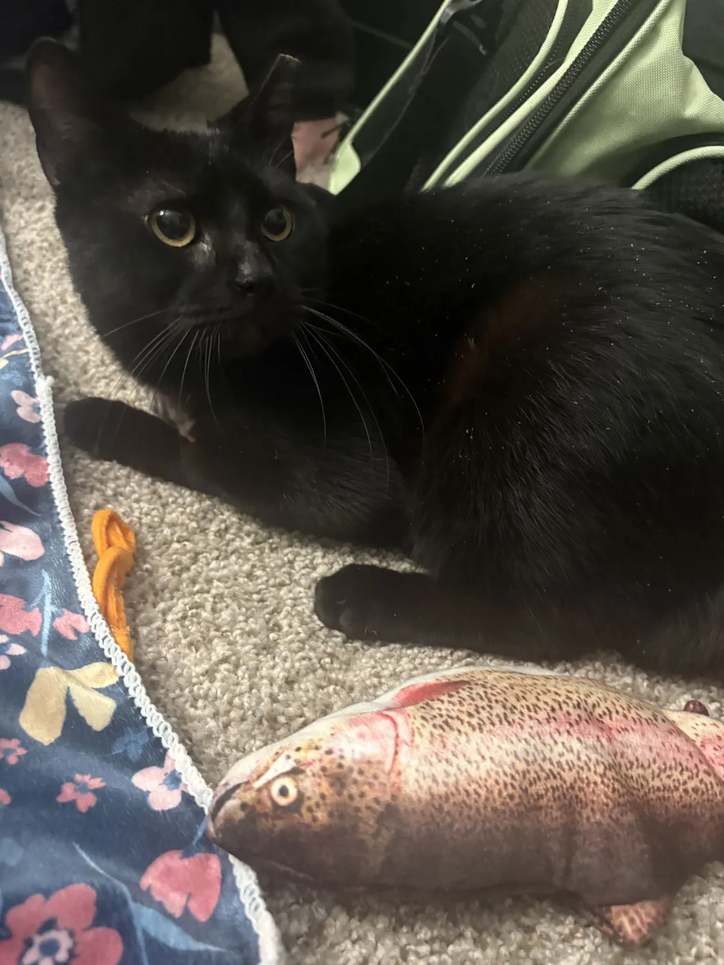 Sirius Black - Photo 2